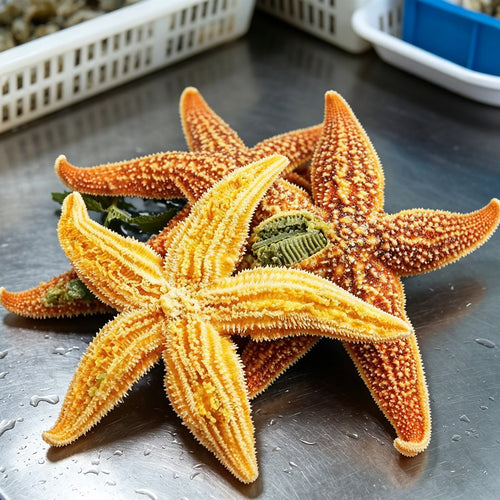 Frozen Golden Sea Star Delicacy