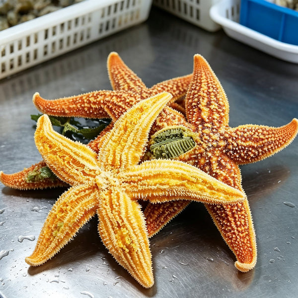 Frozen Golden Sea Star Delicacy